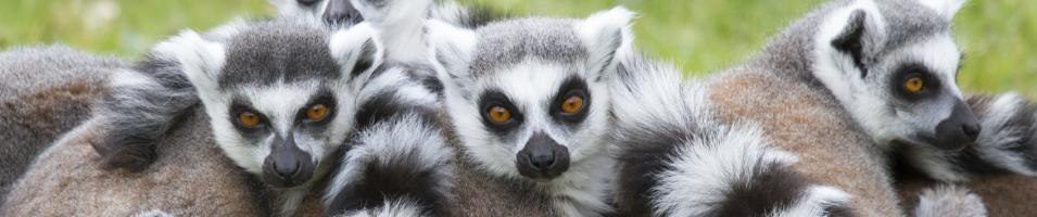 Young Ring Tailed Lemurs